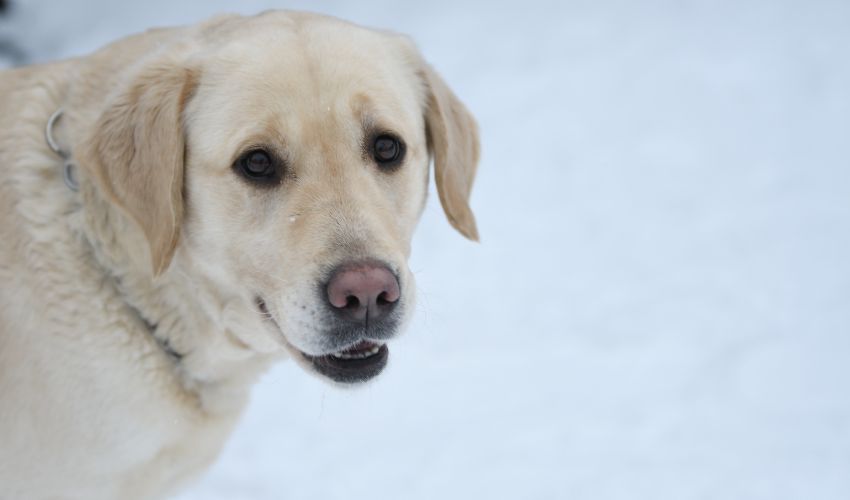 Mastering Andalusian Terrier Obedience: Proven Tips for Success